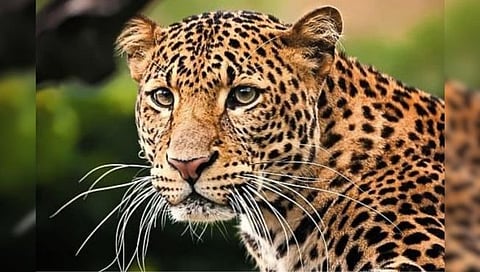 पिंपरखेड परिसरात बिबट्यांचा वाढता उद्रेक