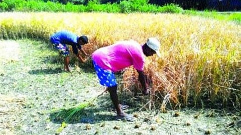 Paddy harvesting 