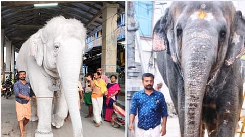Tamil Nadu Thoothukudi elephant attack