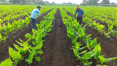 
Spice crops flourished in Srivardhan