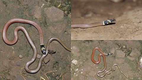 Rare Snake Found in Gaganbawda |