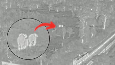 An AI camera saved the lives of an elephant family