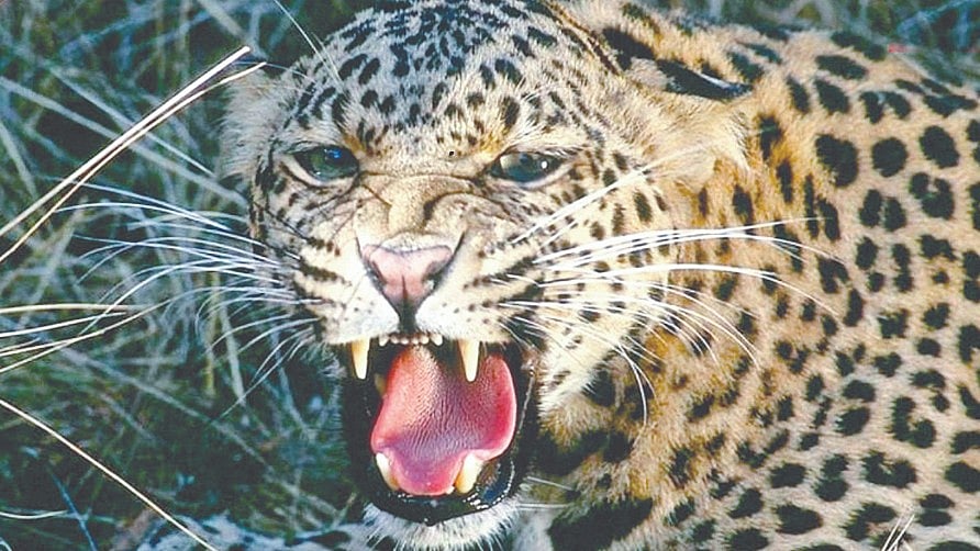 Leopard Attack | वारंगटाकळी शिवारात बिबट्याचा हल्ला; वासराचा फडशा