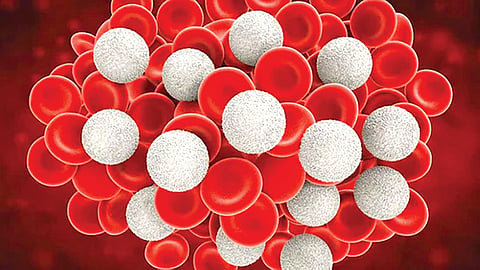 Best Foods to Eat If You Have Anemia