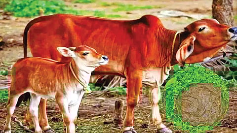 Demand For Cow Dung In Pakistan |