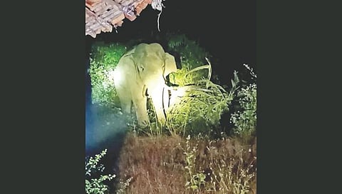 tusker enters village