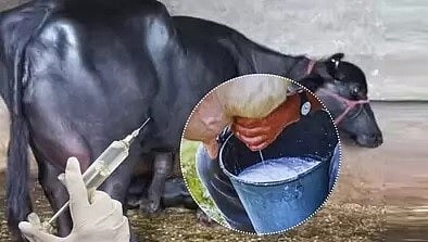 Thane | 'Oxytocin' injection to buffaloes for milk increase