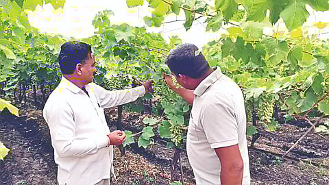 लासलगाव (नाशिक)