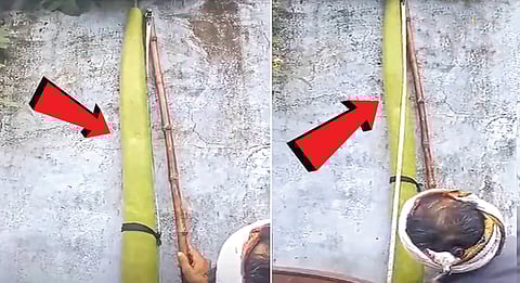 whopping 5.9 feet long milk gourd