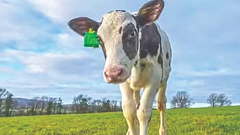 जगाला वाचवणारी गाय!