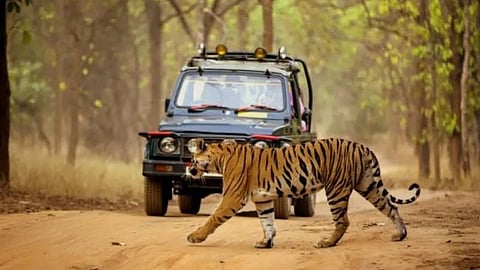 The case of the siege of 'that' tigress; Gypsy driver, guard suspended, fined