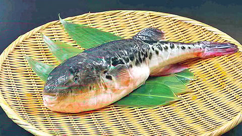 this fish more poisonous than cyanide