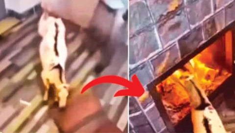 goat attempts jump burning chimney