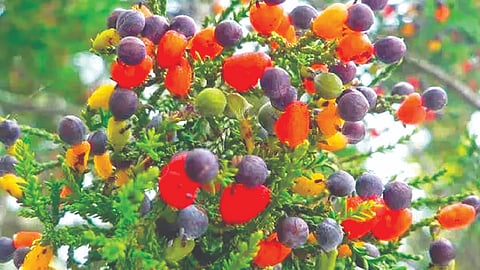 ‘या’ झाडाला येतात 40 प्रकारची फळे!