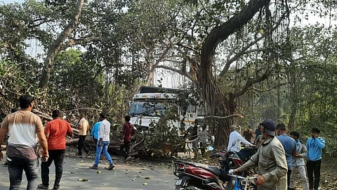 Palghar  Mandvi  tree fall 