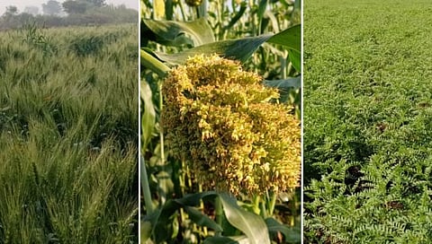weather impact on rabi crops 