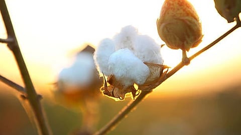 अकोला : 'एक जिल्हा एक उत्पादन’मध्ये डाळ, कापसाचा समावेश