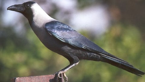 Crows in Udgir city die due to bird flu; District administration takes preventive measures