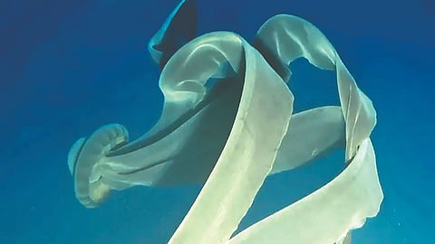 33 फूट लांबीची जायंट फँटम जेली