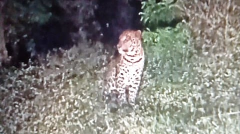 Kanadkhed Leopard sightings