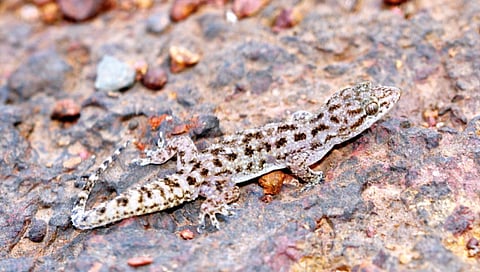 A rare pal found on Chalkewadi Plateau