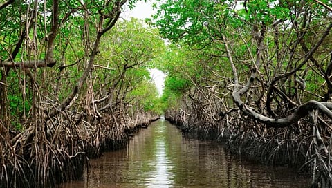 mangrove 