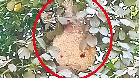 अबब... केवढे हे रांजणघरटे