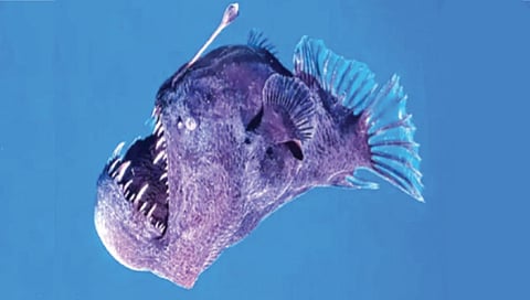 Rare and Terrifying Deep-Sea Fish Spotted Near Ocean Surface
