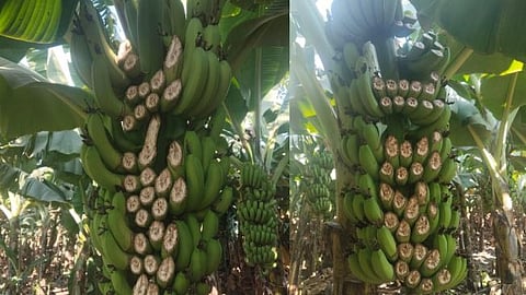 An unknown person caused a loss of Rs 6 lakh to farmers by cutting banana bunches