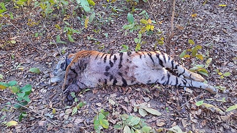 Tiger death