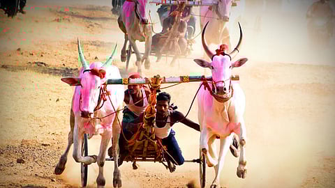 Bullock cart race