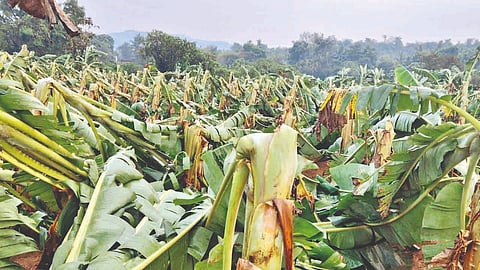Banana plantation destroyed