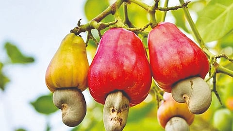 Goa Cashew Festival 2026