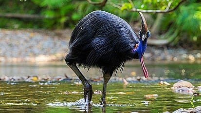 international Animal Day