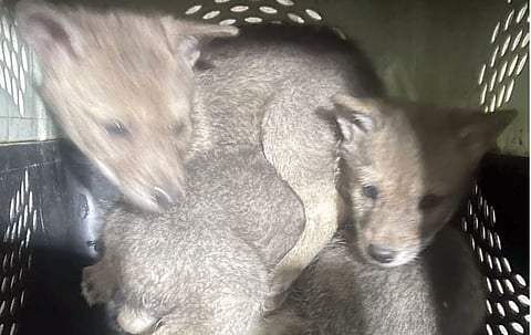 Talegaon Dhamdhere News