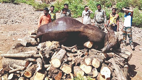 Bison falls into well