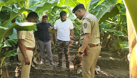 Jalgaon leopard attack