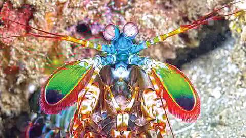 mystery-of-mantis-shrimp-powerful-strike-uncovered