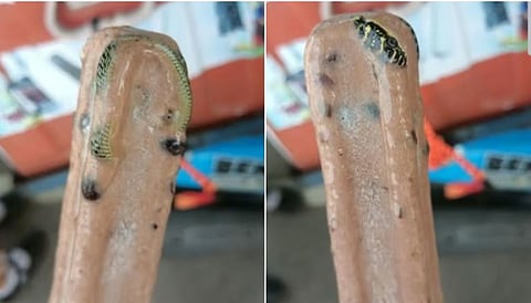 Snake Found In Ice-cream