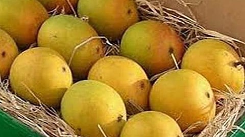 Mandangad Mango Compensation 