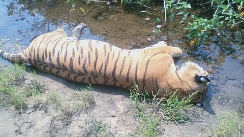 Tiger Murder In Nagpur