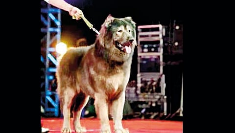  50-crore-wolfdog-costlier-than-10-mercedes