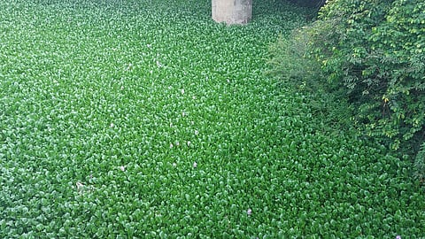 नेवाळी, ठाणे