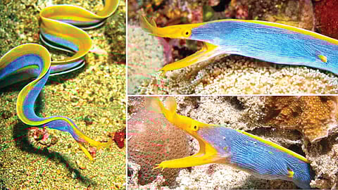 gender-changing marine species