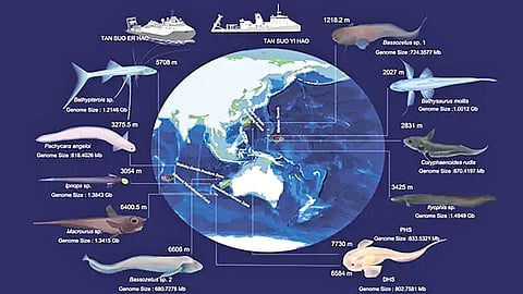 Mariana Trench fish