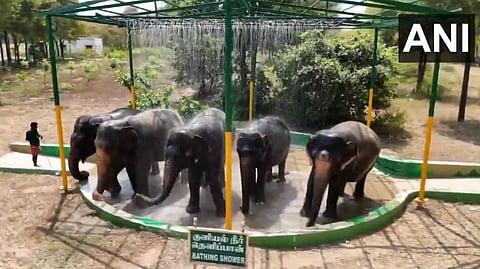 Elephants shelters