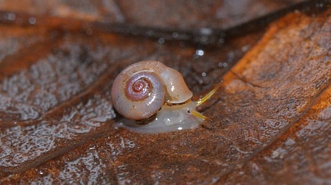 New species of snail discovered