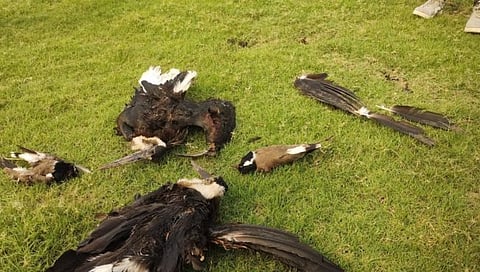 Rare bird death in Chandrapur