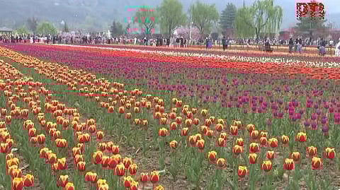 Kashmir’s Tulip Garden