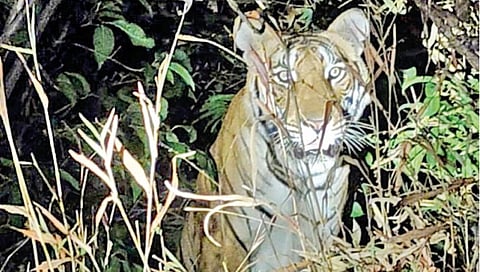 Tigress in Dodamarg forest